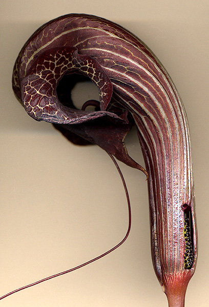Arisaema dahaiense
