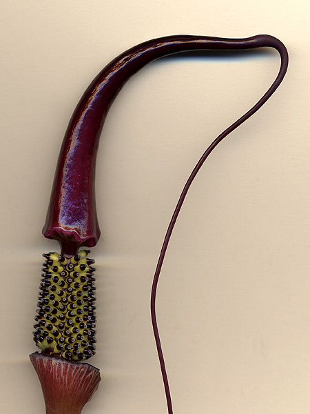 Arisaema dahaiense