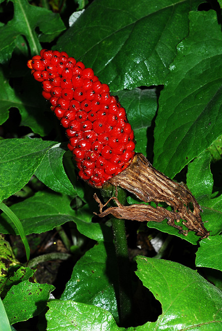 Arisaema bonatianum