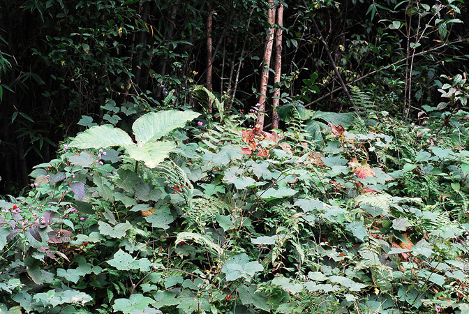 Arisaema bonatianum