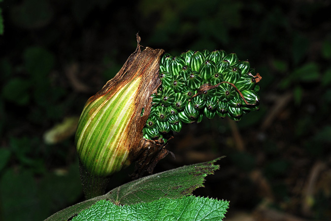 Arisaema bonatianum
