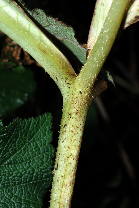 Arisaema bonatianum