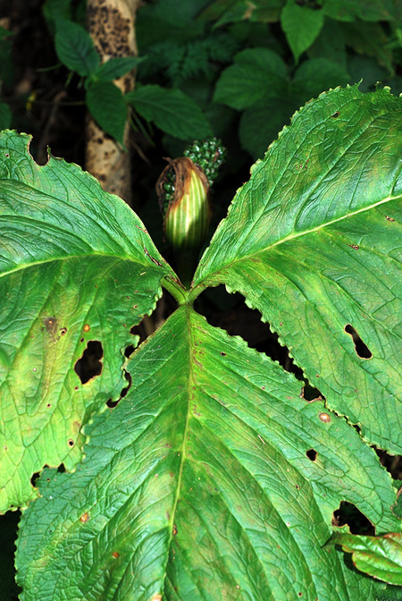 Arisaema bonatianum
