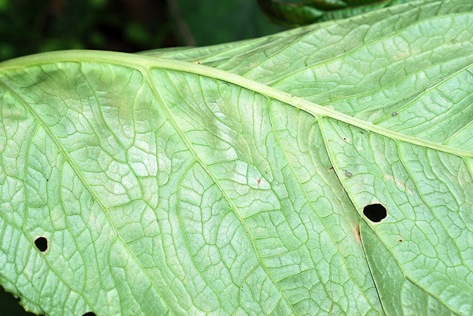Arisaema bonatianum