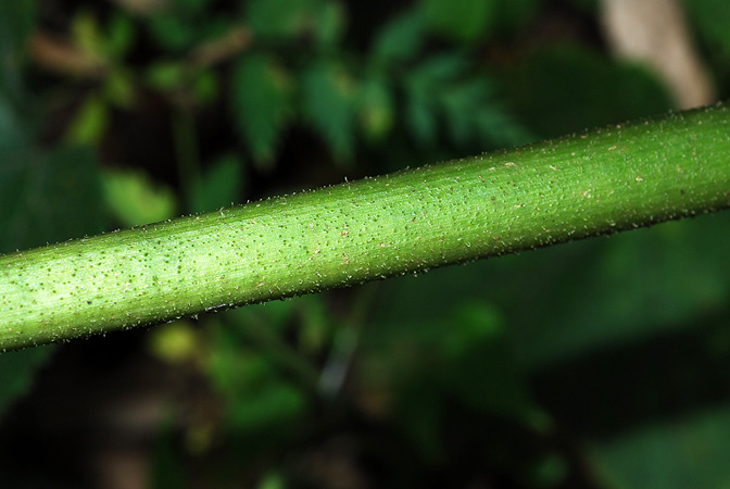 Arisaema bonatianum