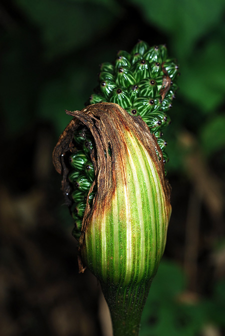 Arisaema bonatianum