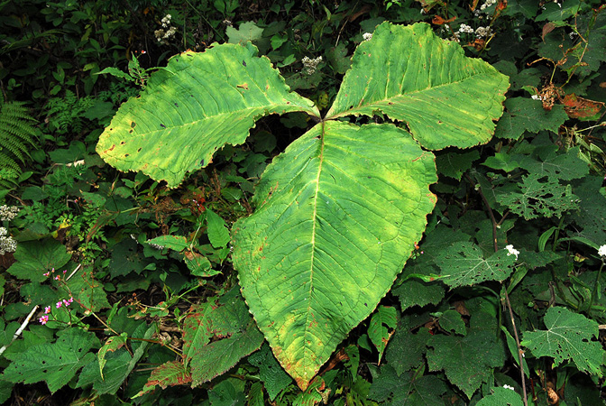 Arisaema bonatianum