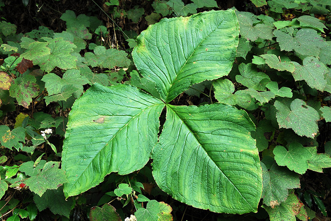 Arisaema bonatianum