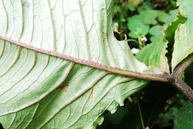 Arisaema bonatianum