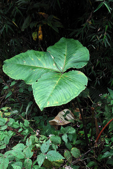 Arisaema bonatianum