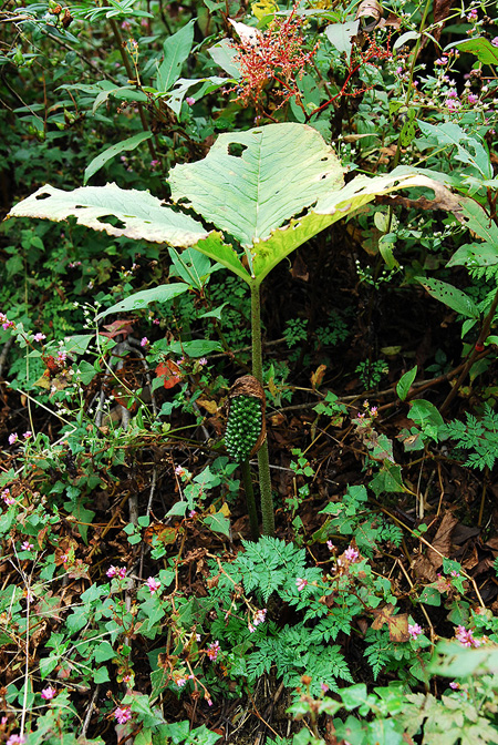 Arisaema bonatianum