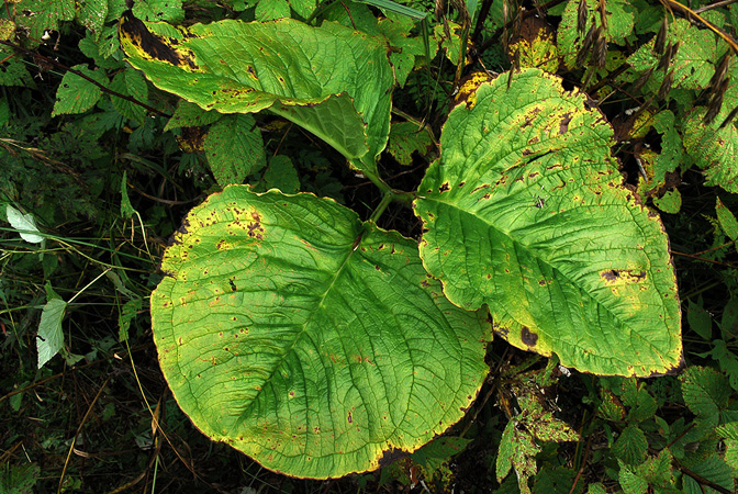 Arisaema bonatianum