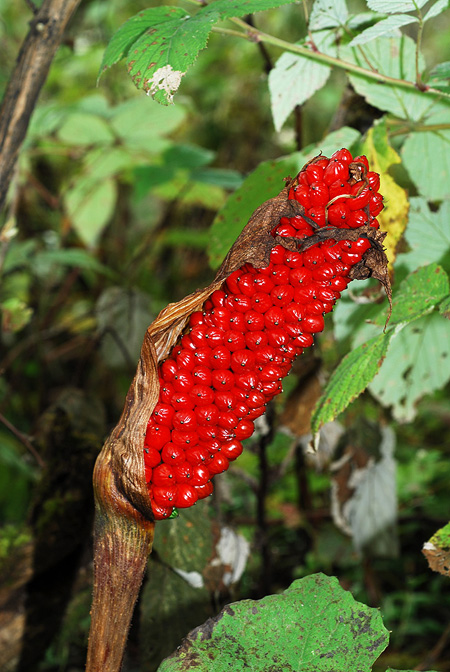 Arisaema bonatianum