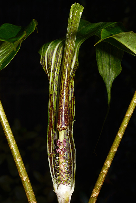 Arisaema decipiens