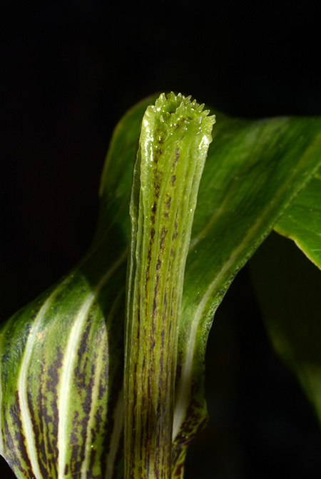 Arisaema decipiens