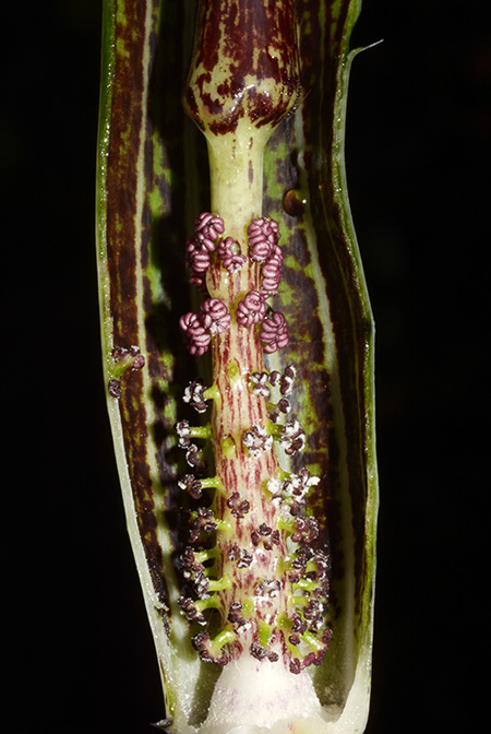 Arisaema decipiens