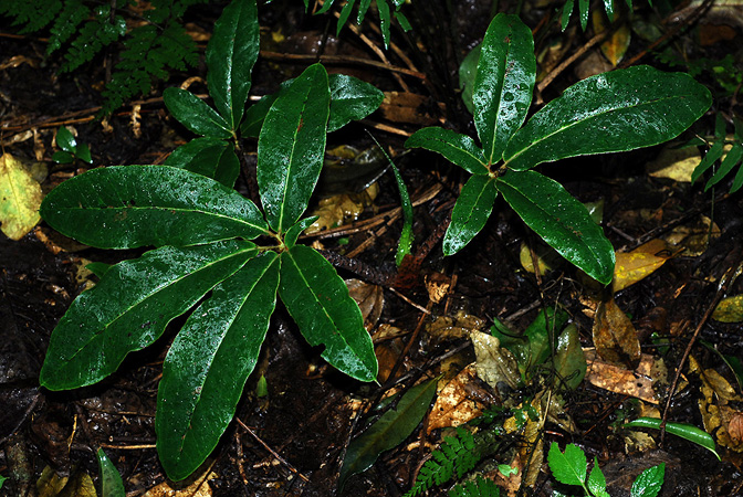 Arisaema decipiens