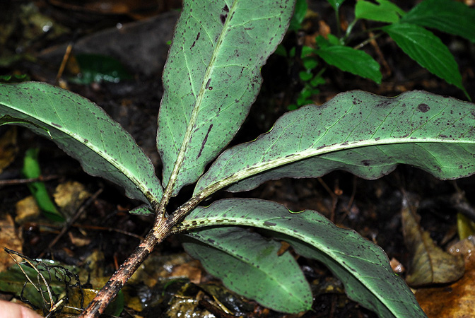 Arisaema decipiens