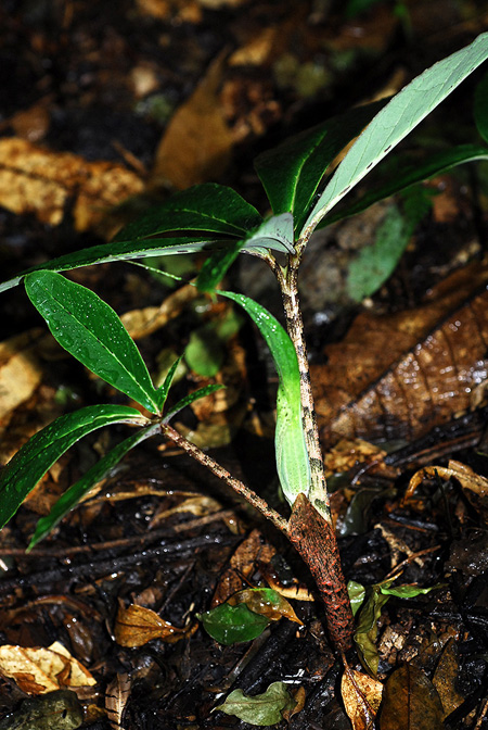 Arisaema decipiens
