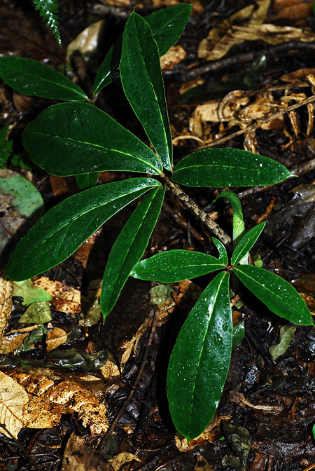 Arisaema decipiens