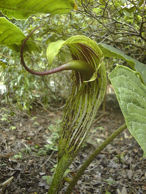 Arisaema dilatatum