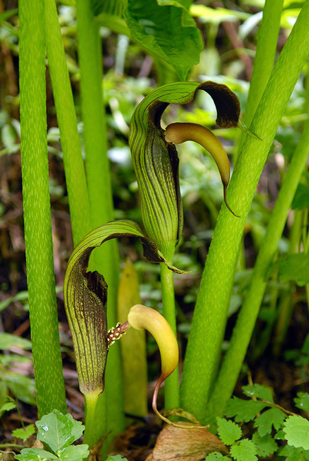 Arisaema dilatatum