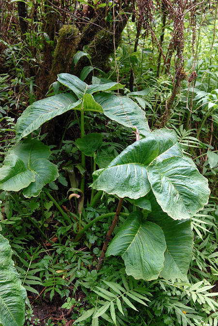 Arisaema dilatatum