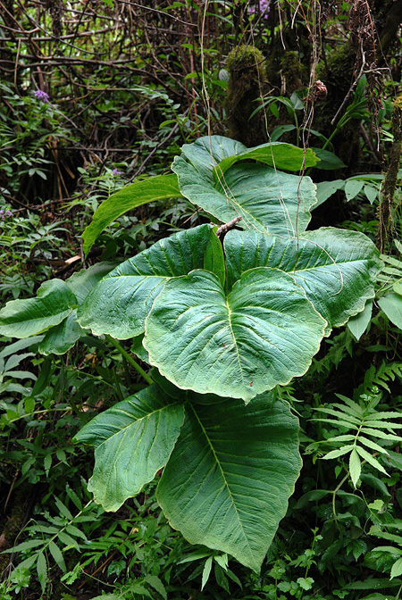 Arisaema dilatatum