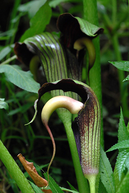 Arisaema dilatatum