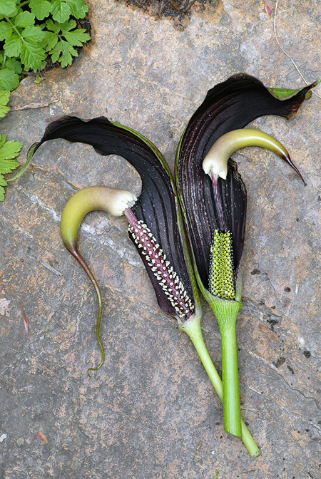 Arisaema dilatatum