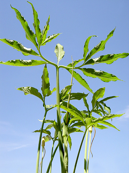 Arisaema dracontium