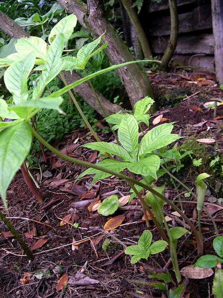 Arisaema echinatum