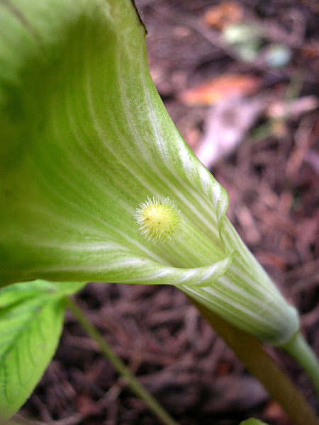 Arisaema echinatum