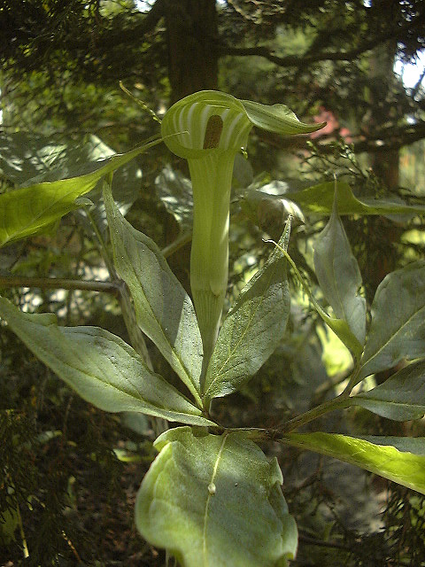 Arisaema ehimense