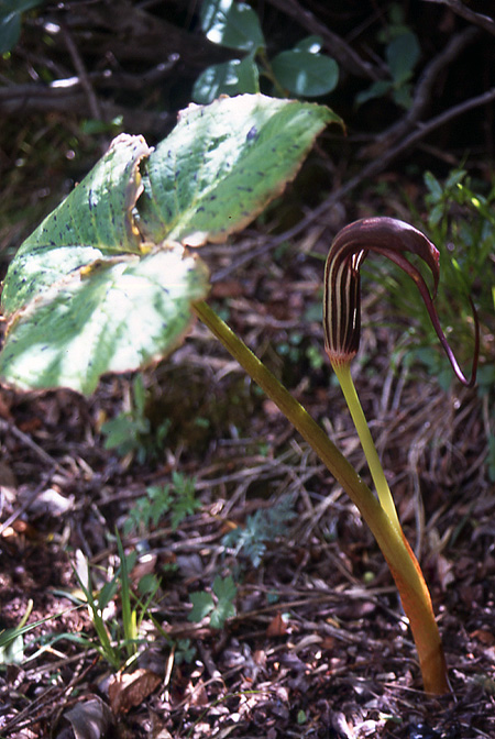Arisaema elephas