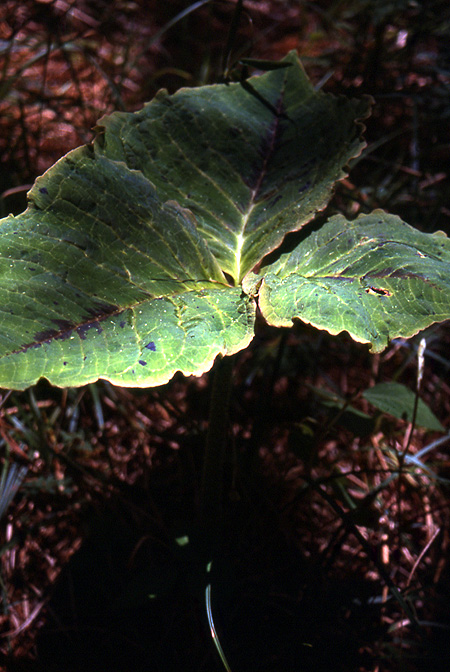 Arisaema elephas