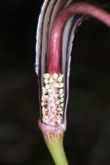 Arisaema elephas