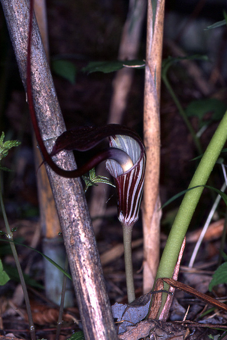 Arisaema elephas