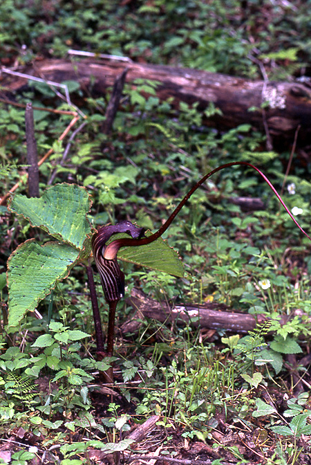 Arisaema elephas
