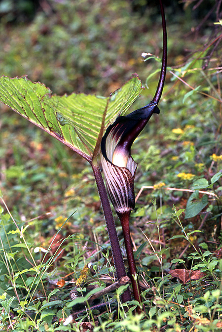 Arisaema elephas