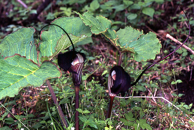 Arisaema elephas