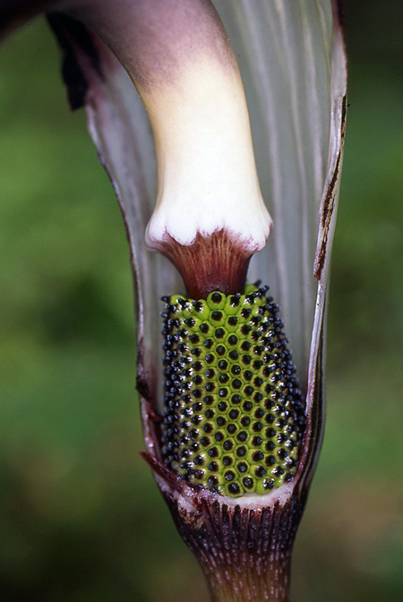 Arisaema elephas