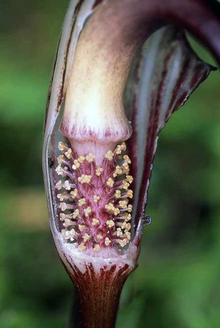 Arisaema elephas