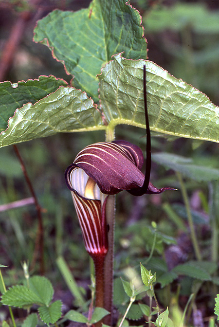 Arisaema elephas