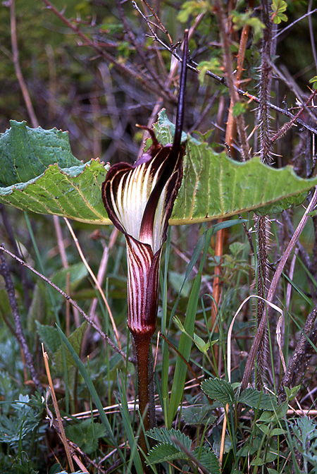 Arisaema elephas