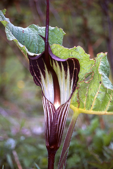 Arisaema elephas
