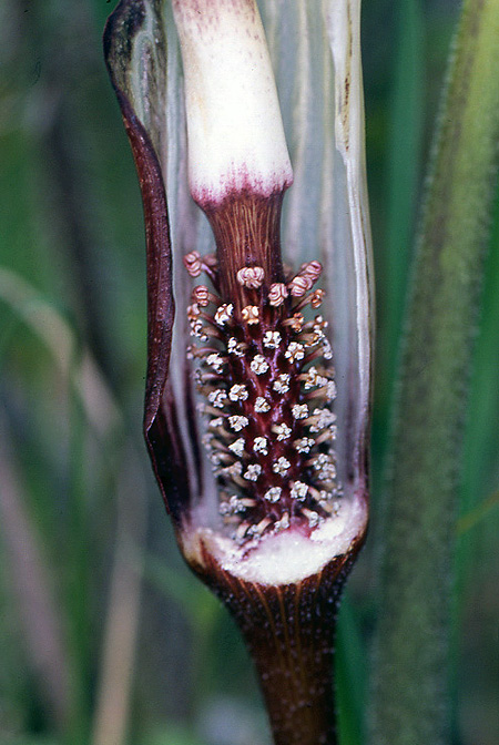 Arisaema elephas