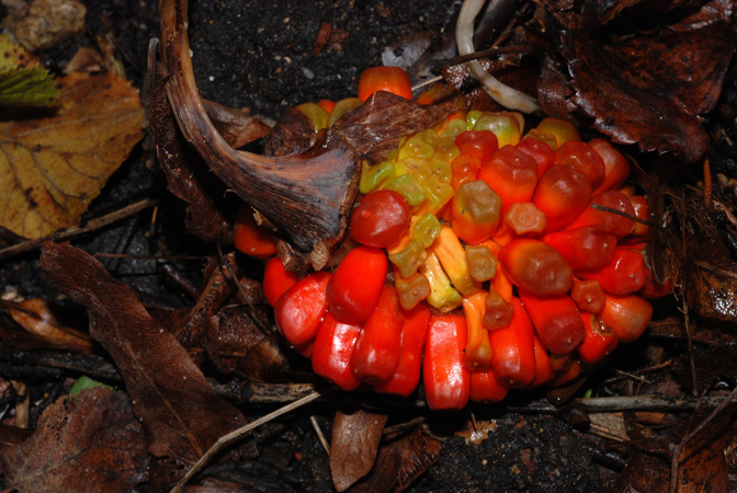 Arisaema fargesii