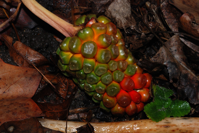 Arisaema fargesii