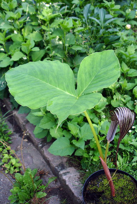 Arisaema fargesii